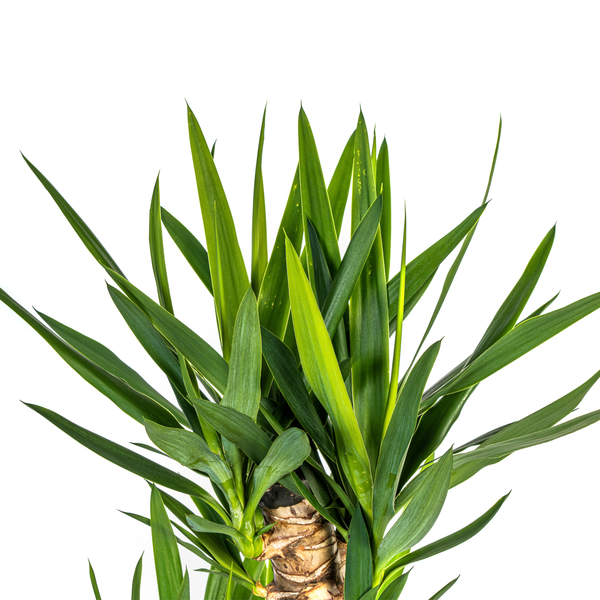 Yucca Elephantipes Ø24cm - ↕120 - 140cm