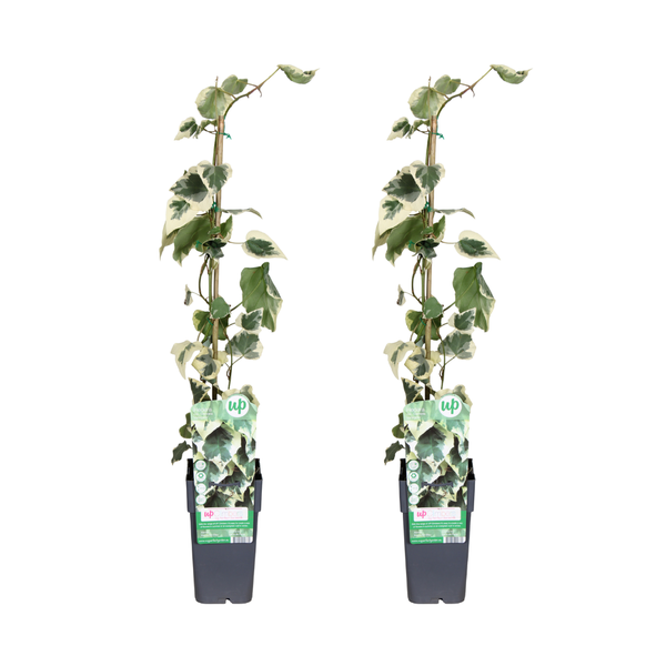 Hedera colchica Dentata Variegata - 2 stuks - Ø15cm - ↕65cm