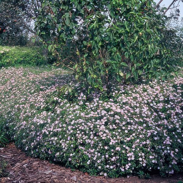 12x Aster ageratoides 'Asran' - ↕10-25cm - Ø9cm