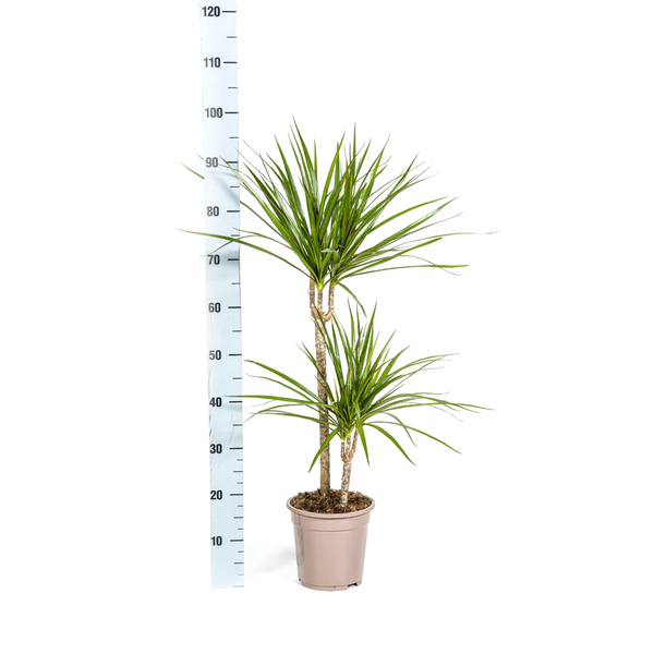 Dracaena Marginata Green Ø19cm - ↕70 - 90cm