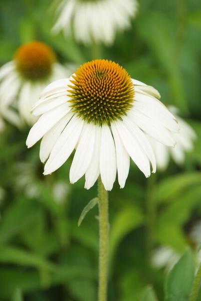 6x Echinacea p. 'White Swan' - ↕10-25cm - Ø9cm