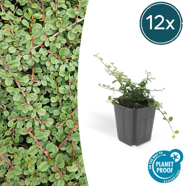 12x Cotoneaster pr. 'Queen of Carpets' - ↕10-25cm - Ø9cm