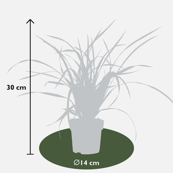 6 x Carex morrowi 'Irish Green' - Ø 14 cm - ↨ 25 cm