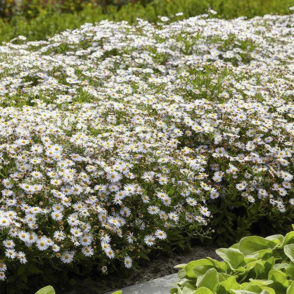 Aster ageratoides 'Ashvi' - ↕10-25cm - Ø9cm - 40x