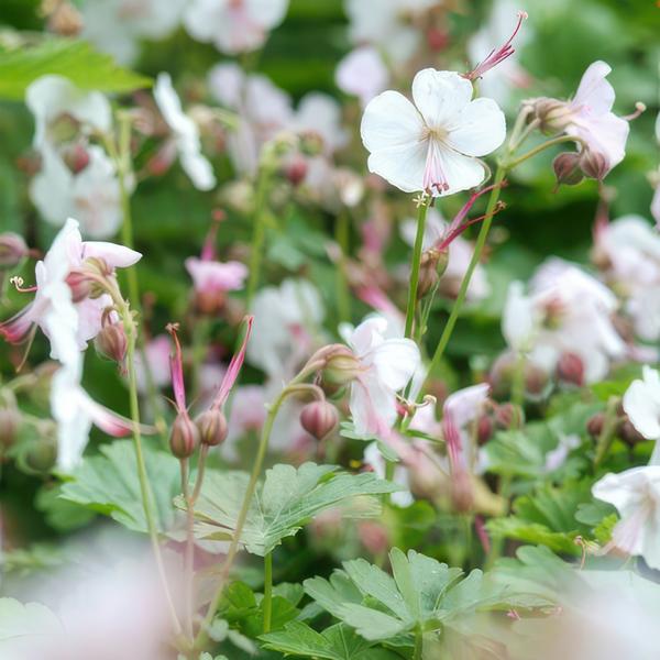 Geranium cant. 'Biokovo' - ↕10-25cm - Ø9cm  - 6x