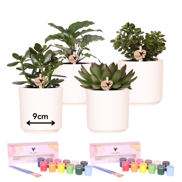 Kolibri Creatives | Verfpakket voor het schilderen van 4 bloempotten + succulenten | voor 4 personen | Beginnende artiest