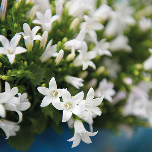 2x Campanula Addenda Ambella White in Berry sierpotten - potmaat 12cm - vaste plant - winterhard