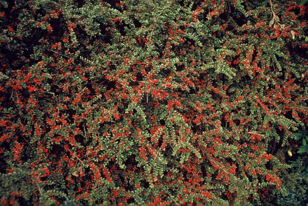 60x Cotoneaster horizontalis - ↕10-25cm - Ø9cm