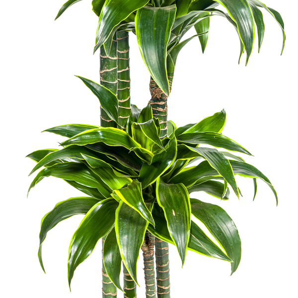 Dracaena Deremensis Dorado Ø27cm - ↕170 - 190cm