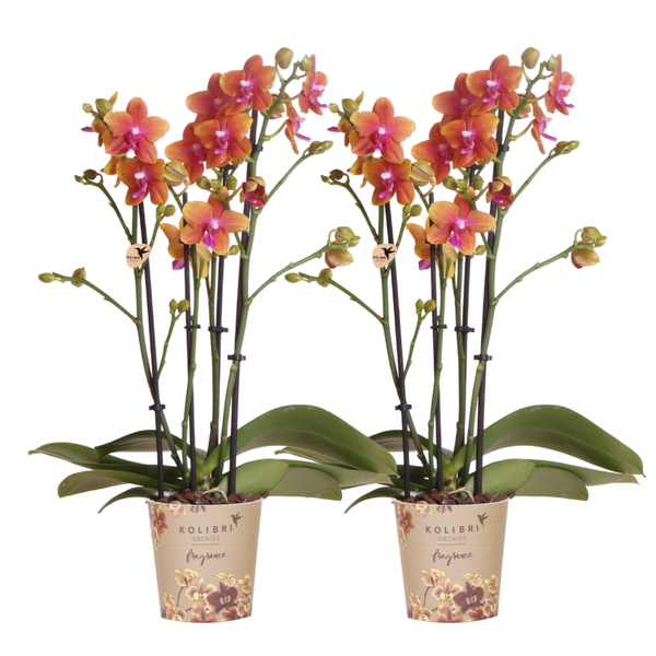 Kolibri Orchids I COMBI DEAL van 2 geurende oranje Phalaenopsis orchideeën - potmaat Ø12cm | bloeiende kamerplant - vers van de kweker