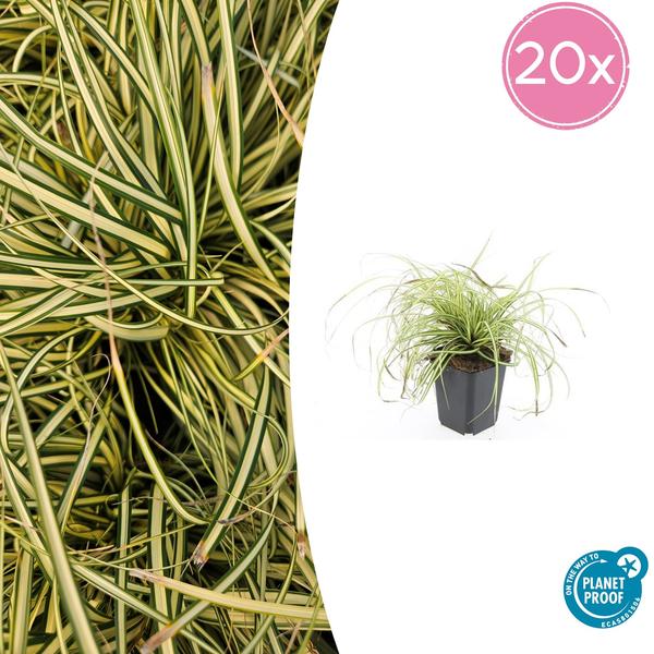 20x Carex oshim. 'Evergold'  - ↕10-25cm - Ø9cm