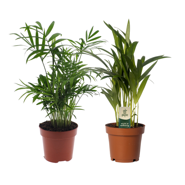 Dypsis lutescens/Chamadorea Duo - 2 stuks - Ø12cm - ↕40cm