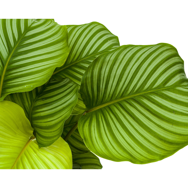 Calathea Orbifolia Ø27cm - ↕70 - 90cm