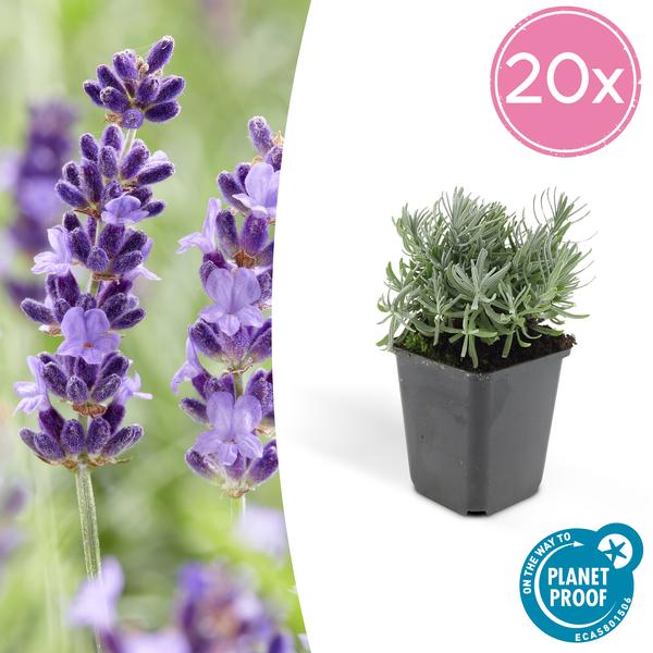 20x Lavandula 'Hidcote' - ↕10-25cm - Ø9cm