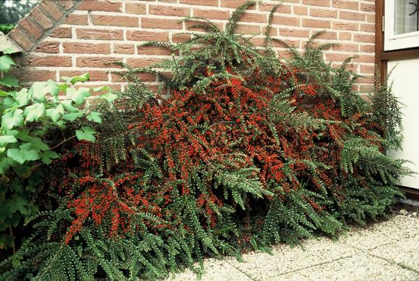 60x Cotoneaster horizontalis - ↕10-25cm - Ø9cm