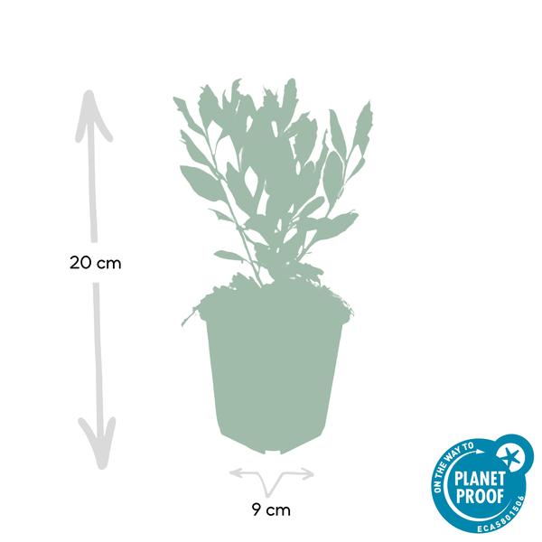 12x Aster ageratoides 'Ashvi' - ↕10-25cm - Ø9cm