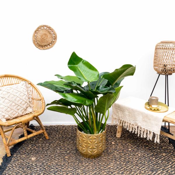 Philodendron Green Beauty - 120cm - ⌀30