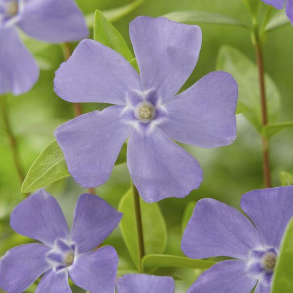 20x Vinca minor - ↕10-25cm - Ø9cm