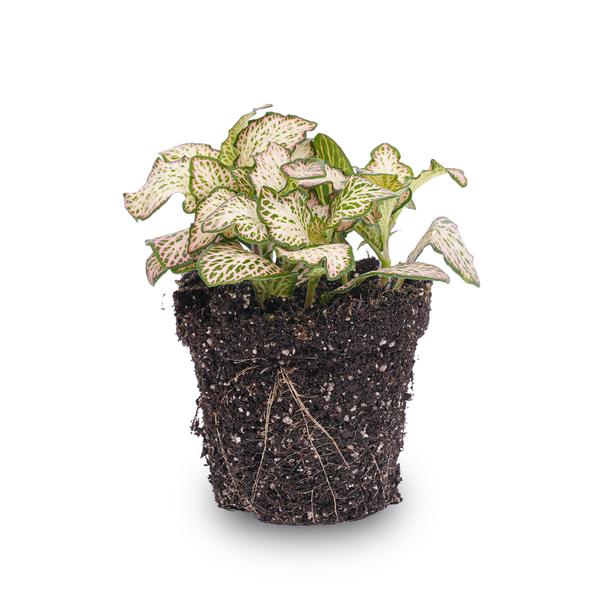 Fittonia Pink Tiger - Pink, white and Green - Mosaic plant - potmaat 8