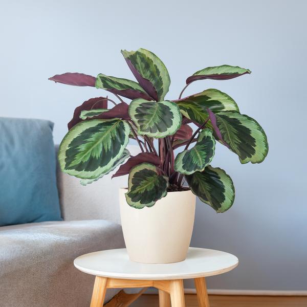 Calathea Medaillon met Viber wit - 65cm - Ø19