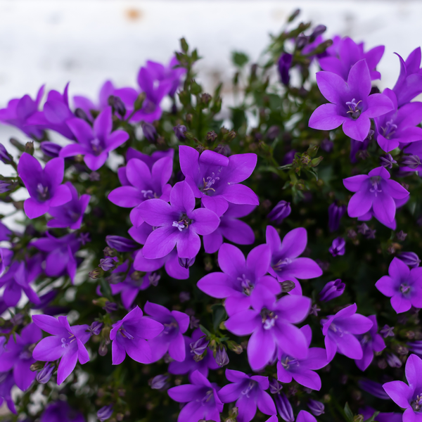 2x Campanula Addenda Ambella Intense purple in Malaga sierpotten - potmaat 12cm - vaste plant - winterhard