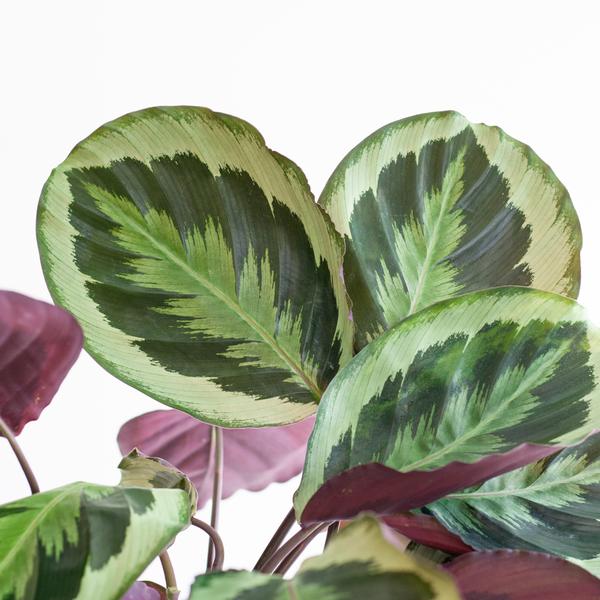 Calathea Medaillon met Lissabon mand zwart - 65cm - Ø19