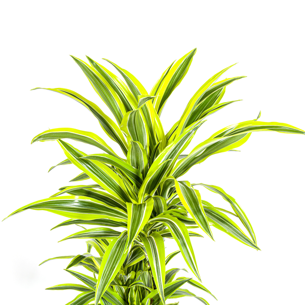 Dracaena Deremensis Lemon Lime Ø24cm - ↕130 - 150cm