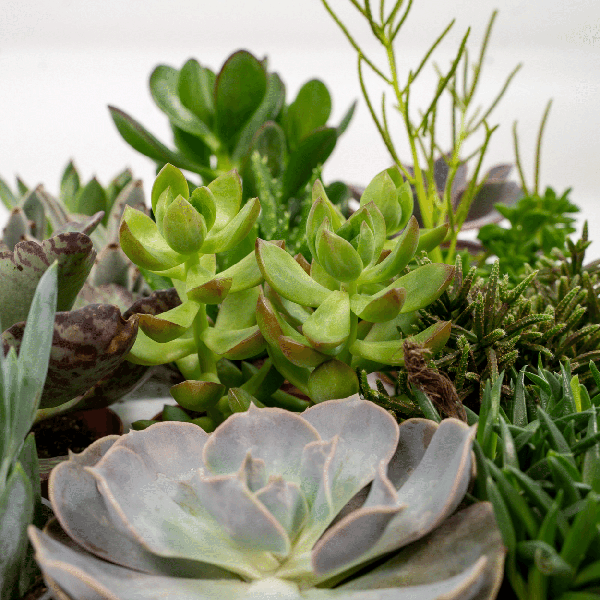 Everspring - Succulenten Mix - 18 stuks - 10 cm - Ø8,5 - 9