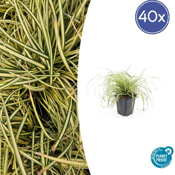 40x Carex oshim. 'Evergold'  - ↕10-25cm - Ø9cm