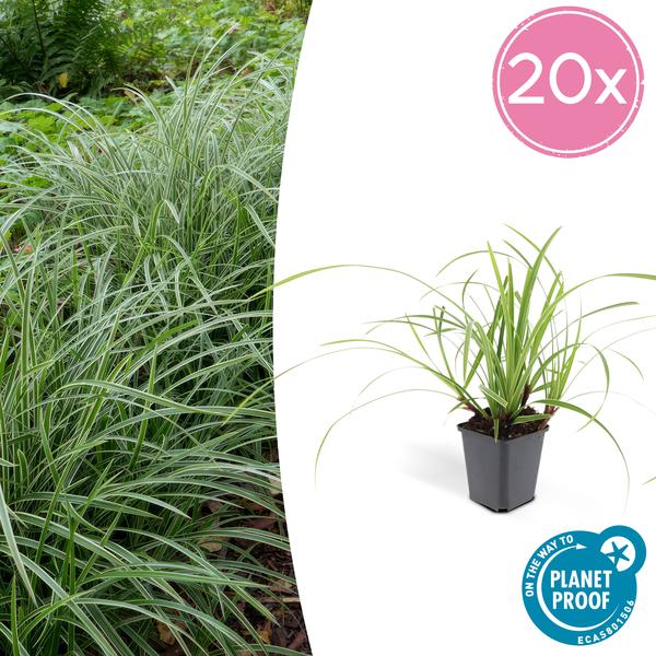 20x Carex morrowii 'Ice Dance' - ↕10-25cm - Ø9cm