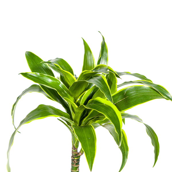 Dracaena Deremensis Dorado Ø19cm - ↕70 - 90cm