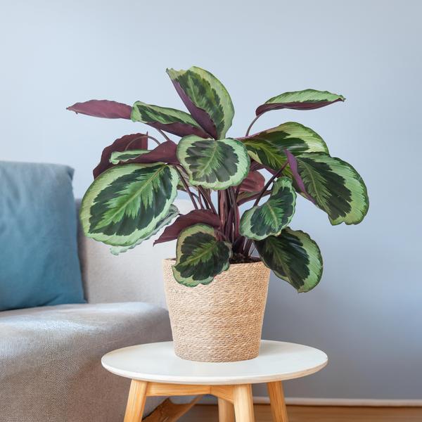 Calathea Medaillon met Sofia mand naturel - 65cm - Ø19