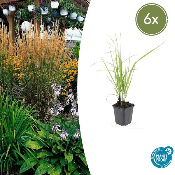 6x Calamagrostis acut. 'Karl Foerster'  - ↕10-25cm - Ø9cm