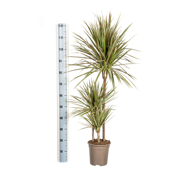 Dracaena Marginata Bicolor Ø21cm - ↕110 - 130cm