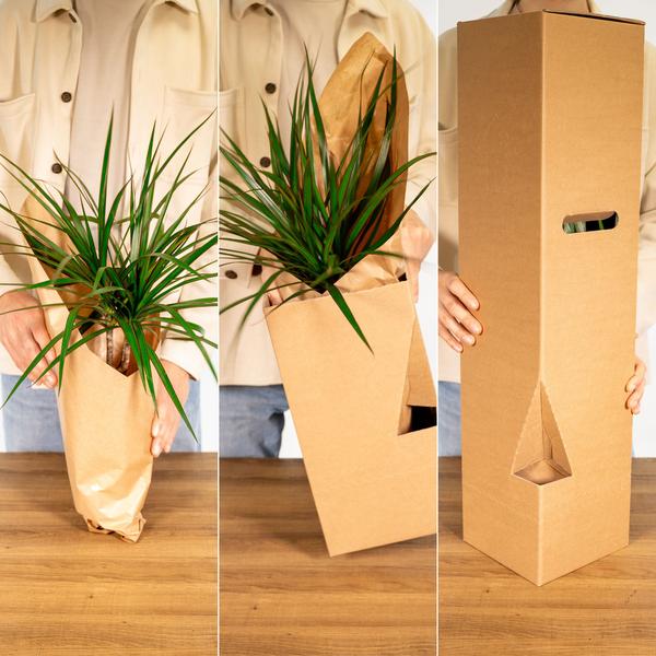 Aloe vera - Ø12cm - ↕40cm - Ø12 - ↨40cm