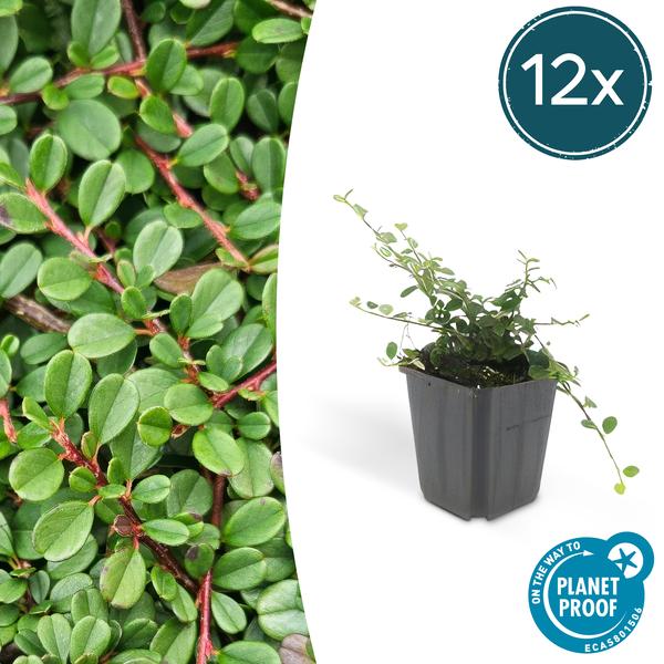 Cotoneaster pr. 'Streib's Findling' - ↕10-25cm - Ø9cm - 12x