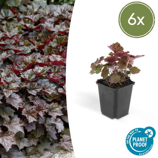 6x Heuchera mic. 'Palace Purple' - ↕10-25cm - Ø9cm