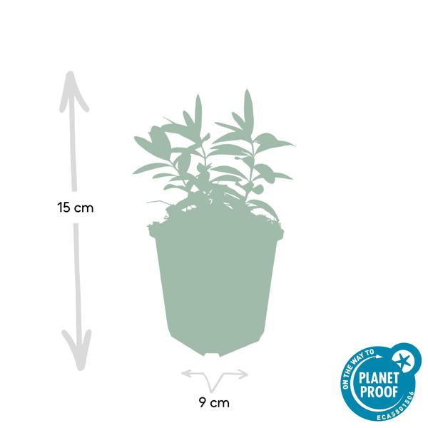 12x Hypericum calycinum - ↕10-25cm - Ø9cm