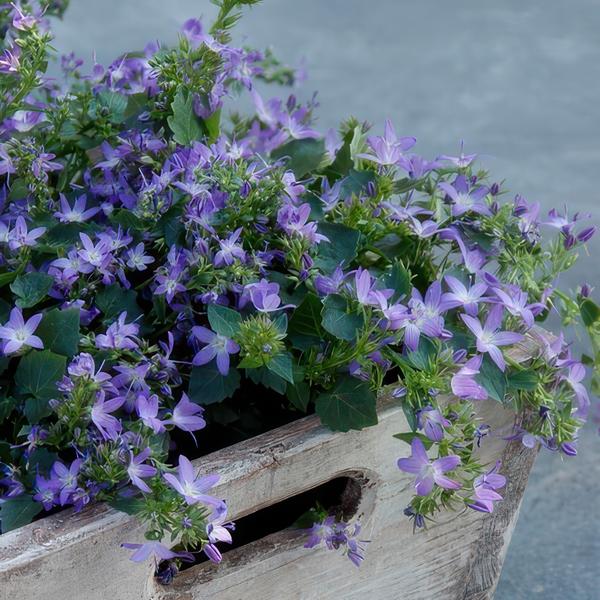 40x Campanula poscharskyana 'Stella' - ↕10-25cm - Ø9cm