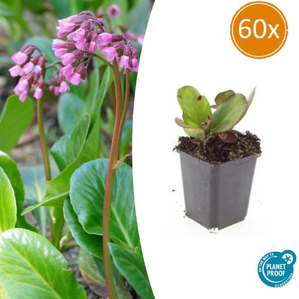 60x Bergenia cordifolia 'Herbstblüte'  - ↕10-25cm - Ø9cm