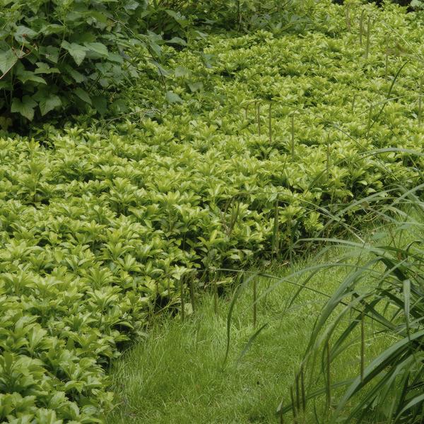 40x Pachysandra term. 'Green Carpet' - ↕10-25cm - Ø9cm