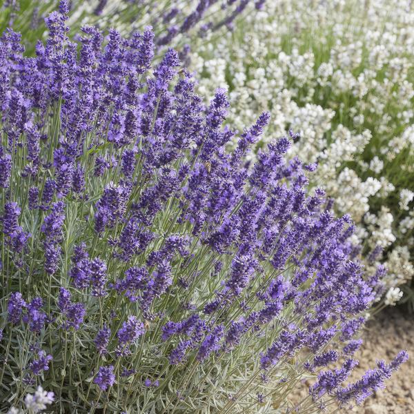 20x Lavandula 'Hidcote' - ↕10-25cm - Ø9cm