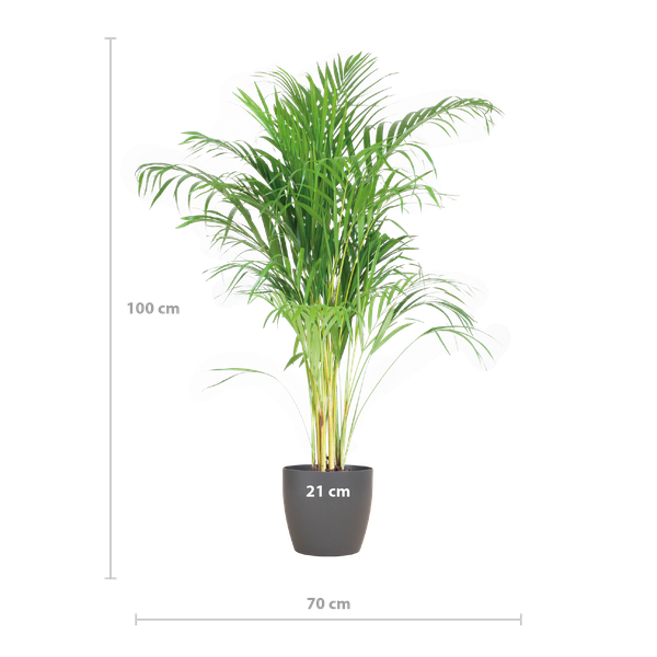 Areca Palm (Dypsis) mit Viber Grijs - 100cm - Ø21