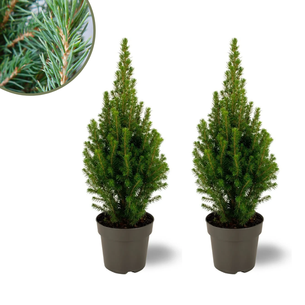 2x Picea glauca Perfecta - 15 cm Ø - 40 cm ↨