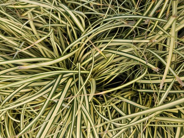 12x Carex oshim. 'Evergold'  - ↕10-25cm - Ø9cm