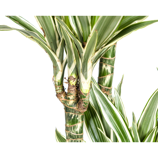 Dracaena Deremensis White Stripe Ø27cm - ↕170 - 190cm