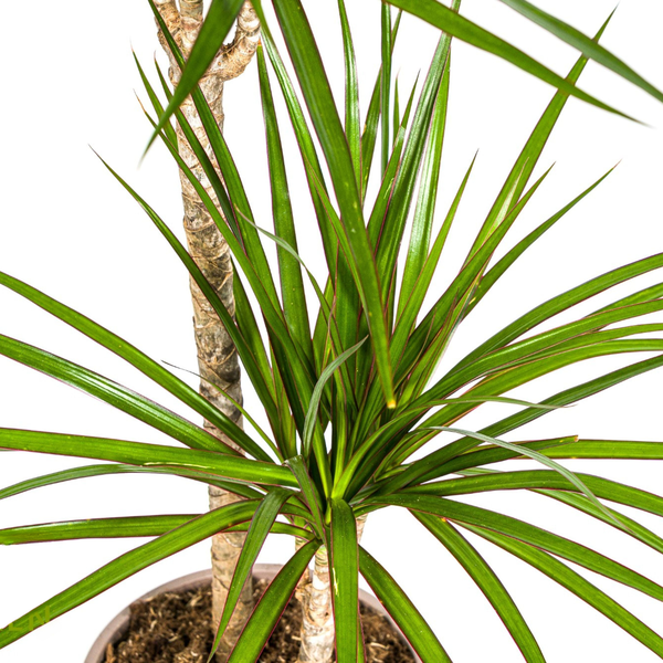 Dracaena Marginata Green Ø19cm - ↕70 - 90cm