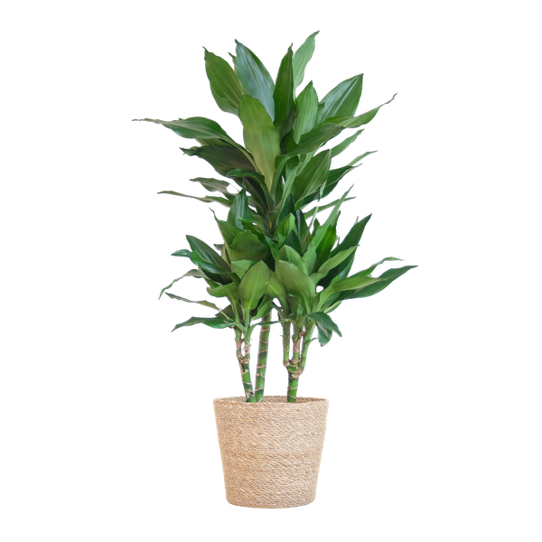 Dracaena  Janet Lindt met Sofia mand naturel - 95cm - Ø21