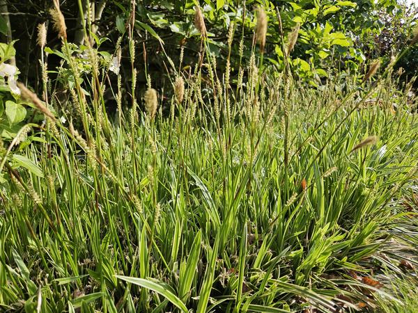 20x Carex morrowii 'Aureovariegata'  - ↕10-25cm - Ø9cm