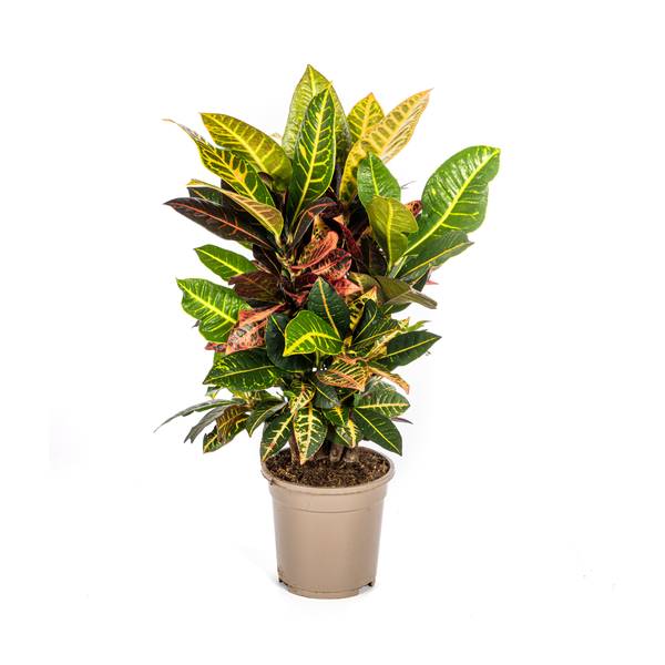 Codiaeum 'Croton' Petra Ø17cm - ↕40 - 60cm